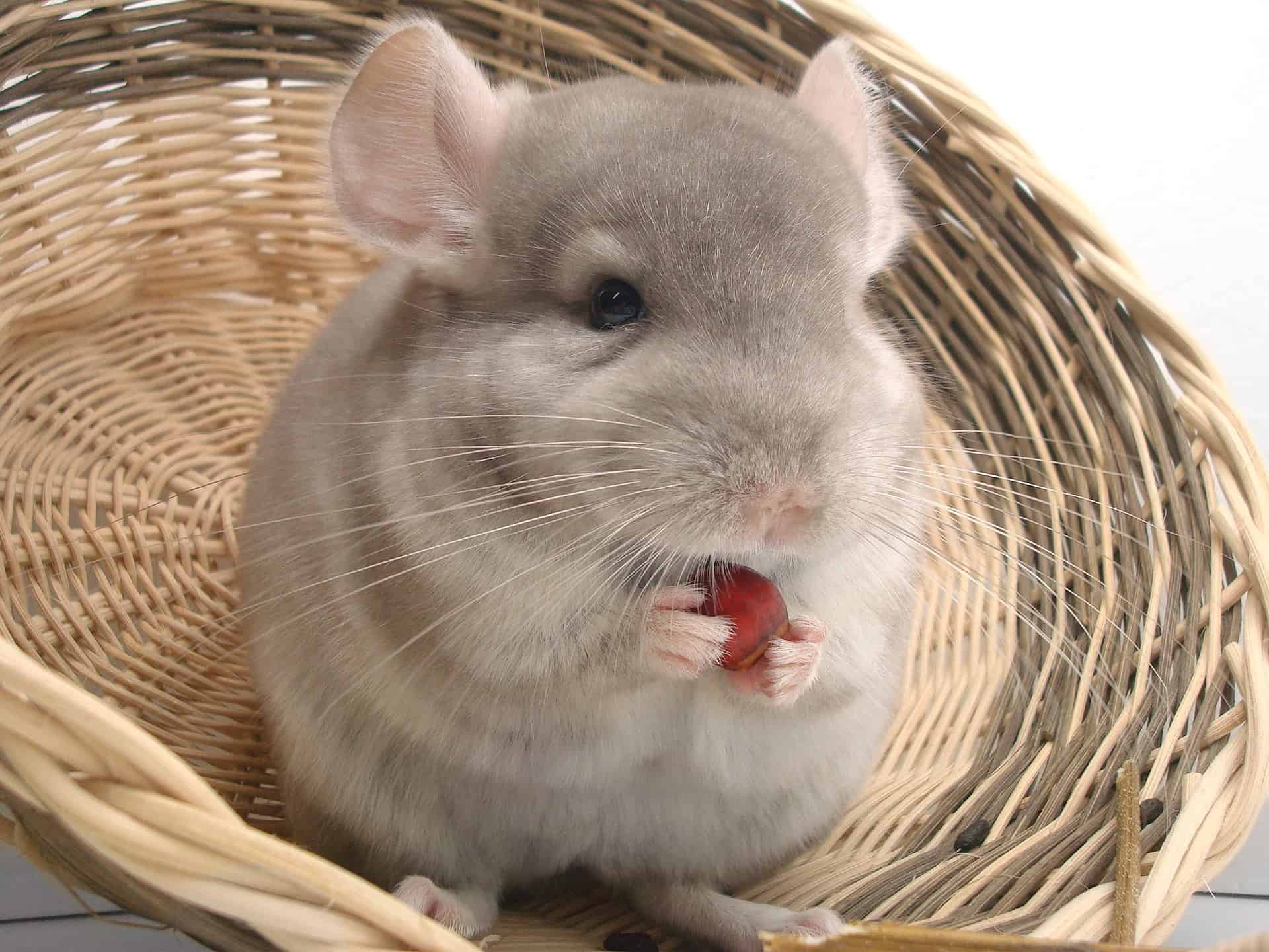 All about Chinchillas